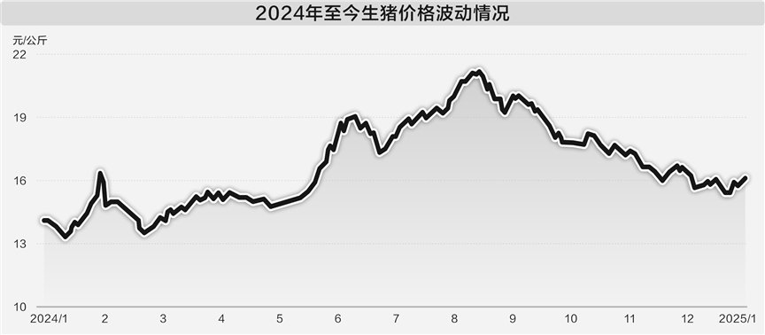 节前供应端争先布局 年猪市场供应充足，